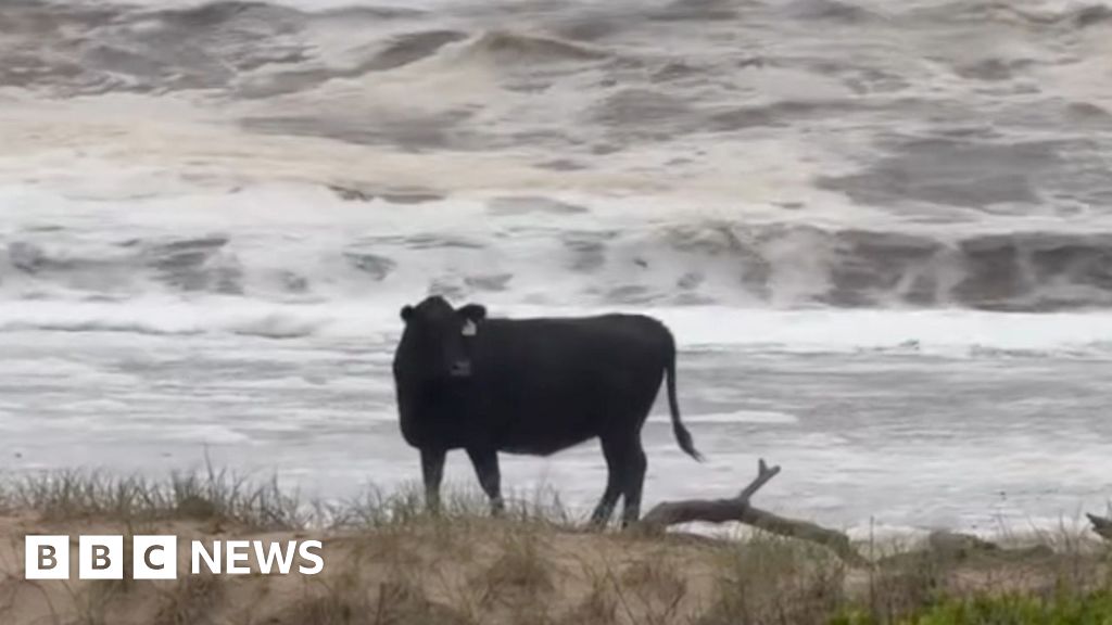 Cattle washed onto beaches in widespread Australia floods Cattle washed onto beaches in widespread Australia floods