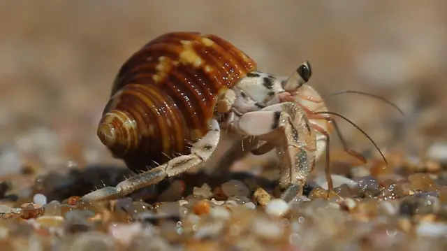 Three men held over suitcases stuffed with hermit crabs Three men held over suitcases stuffed with hermit crabs