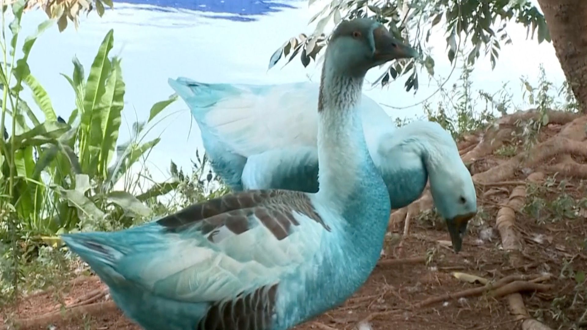 Watch: Wildlife dyed blue in São Paulo chemical spill Watch: Wildlife dyed blue in São Paulo chemical spill